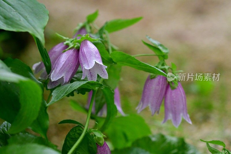 坎帕努拉点 / 钟花